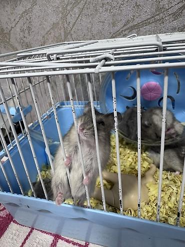 домик для маленькой собаки: Hamster və qəfəs seti - Növ: xırda dekorativ hamsterlər (bir neçə — 4