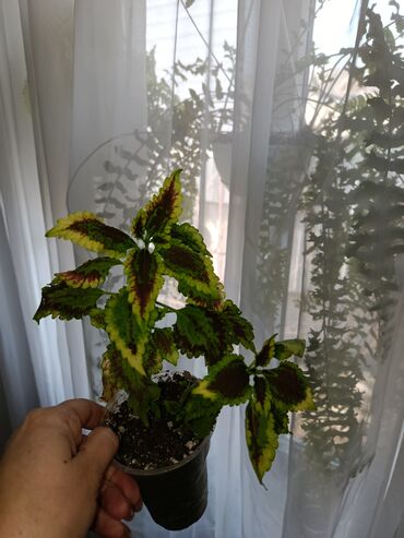 Другие комнатные растения: Продаются комнатные цветы. Токмок — 12