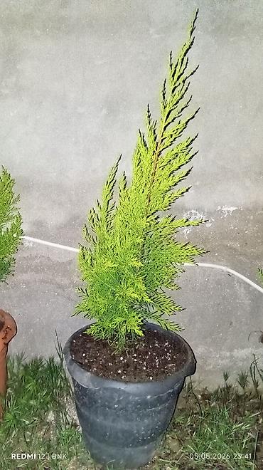 limon ağaçı: Evkalipt agaci
limon
mandalin
kinkon — 5