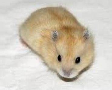 Хомяки: Джунгарские хомячки разных расцветок. Так же есть и сирийские хомячки — 9