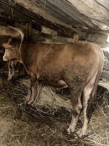Inəklər, öküzlər: Erkək, il: 1, 100120 kq, Damazlıq, Ətlik, Ünvandan götürmə — 12