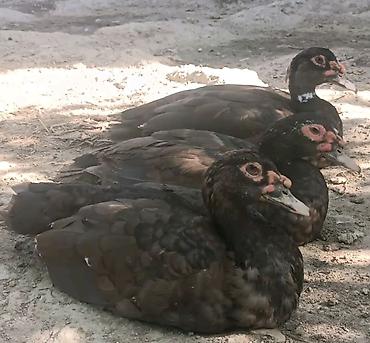 ordəylər: Salam hər kəsə! Əlimdə Bronze Muscovy Duck və Chocolate Muscovy Duck — 5