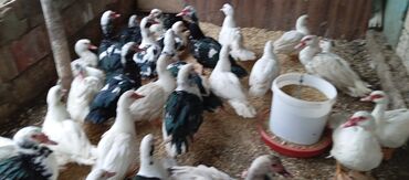 Ördəklər: Təcili satılır.Real alıcılar əlaqə saxlaya bilər — 16