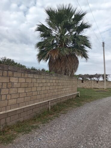 Tulumlar: Mexikan fan xurması (Washingtonia robusta) – həyət və bağlar üçün iri