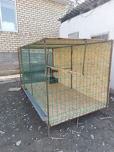 Куры, петухи: Продаю | Петух — 9