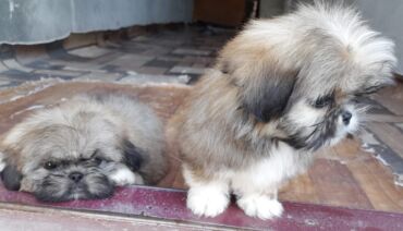 İtlər: Pekines, 1 ay, Dişi, Ödənişli çatdırılma — 10