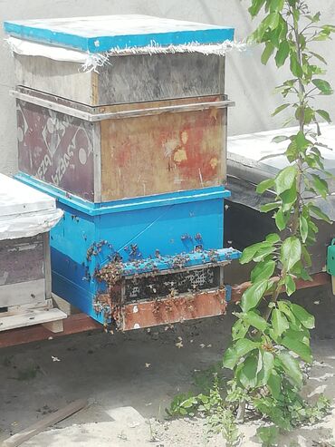 arı satisi: İtalyan arısı satılır ana 50manat 2cercive ise 200manat