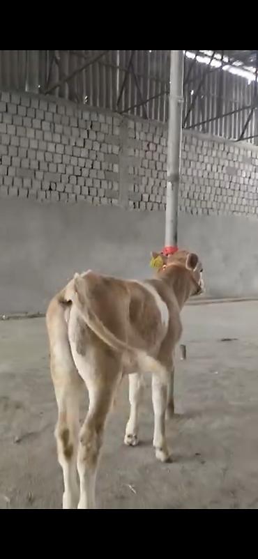 Dana, buzov: 2 ay yarimliq temiz saf qan simental dana erkək prablemi yoxdu yem ot -da lalafo.az — 3 Dana, buzov: 2 ay yarimliq temiz saf qan simental dana erkək prablemi yoxdu yem ot — 3