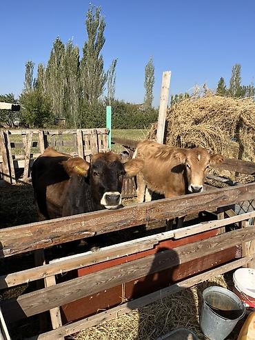 маленькие кошки: Продаю | Корова (самка) | Полукровка | Для разведения — 1