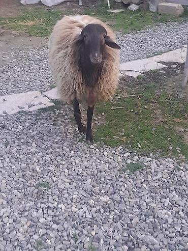 Mal-qara: Erkək, Qala, il: 1, Damazlıq, Ünvandan götürmə — 2