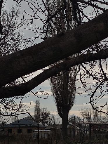 Продажа коттеджей и домов: Продается дом в г. Кара балта 17,5 соток. Мы посадили осенью новый — 17