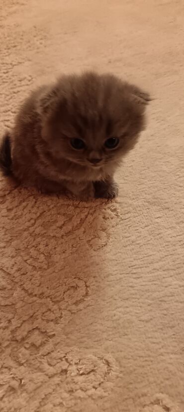 ağ qara pişik: Шотландская, Самка