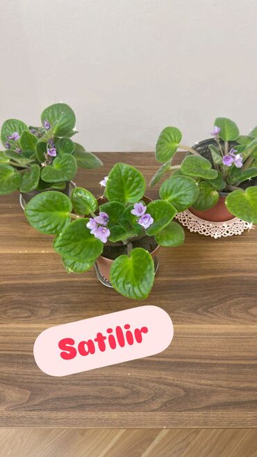 Buket güllər: Benovseler satilir 5 azn