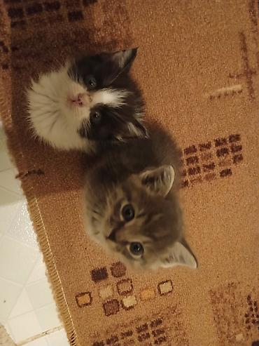 я ищу кота: Кошка даром: Беспородная, Мальчик, Приучена к лотку — 6