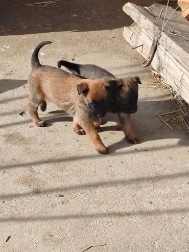 pomeranian cena: Na prodaju prelepi štenci belgijskog ovčara MALINOA, oštenjeni 24