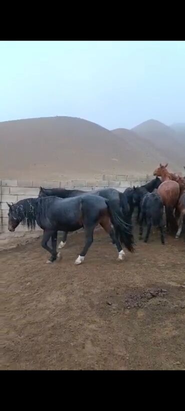 Лошади, кони: Продаю | Кобыла (самка) | Для разведения | Племенные — 8