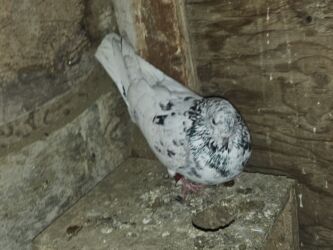 Göyərçinlər: Satlìr əbreşle əbreş cütt — 14