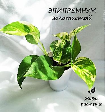 лианы: Эпипремнум золотистый комнатные цветы, растёт лианой — 3