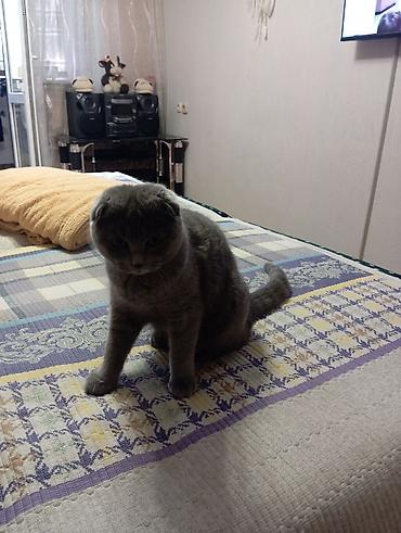 Шотландская вислоухая кошка (Scottish Fold), окрас сплошной серый