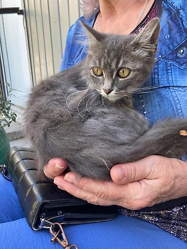взять котика в добрые руки: Кошка даром: Беспородная, Девочка — 3