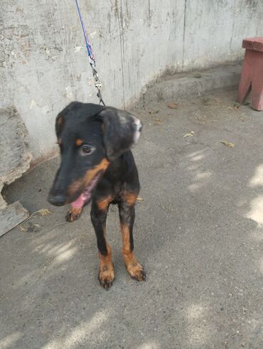 it satilir: Doberman, 4 ay, Dişi, Ünvandan götürmə