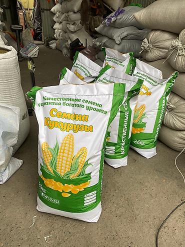 Зерновые культуры: Беде урук Бишкек оптом 🤝 — 10