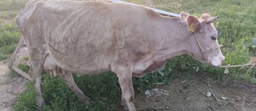 корова скот: Продаю | Корова (самка) | Голштин, Алатауская, Айрширская | Для молока