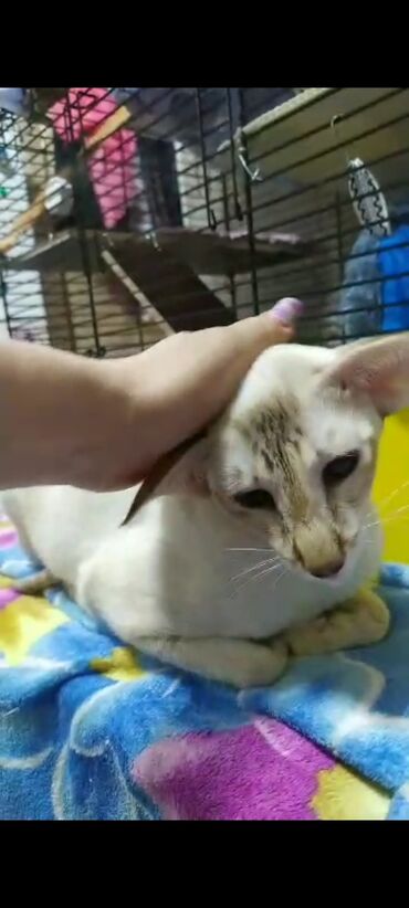 Продажа кошек: Ориентальная, 2 года, Девочка, Белый, Кастрирована, Приучена к лотку, Проглистована — 13