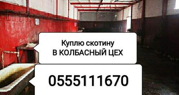 802 объявлений | ЖИВОТНЫЕ: Куплю | Коровы, быки