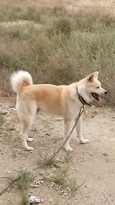 alabay iti satisi: Akita-inu, 11 ay, Erkək — 7