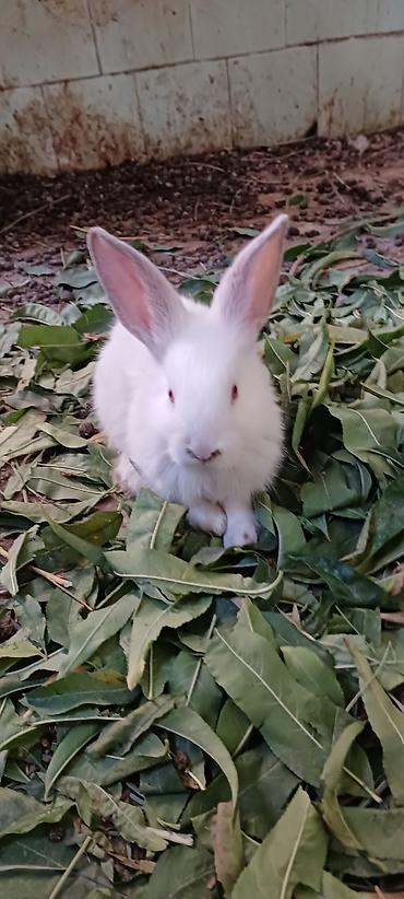 Декоративные кролики: Белые декоративные кролики - Окраc: полностью белый, у части малышей — 11