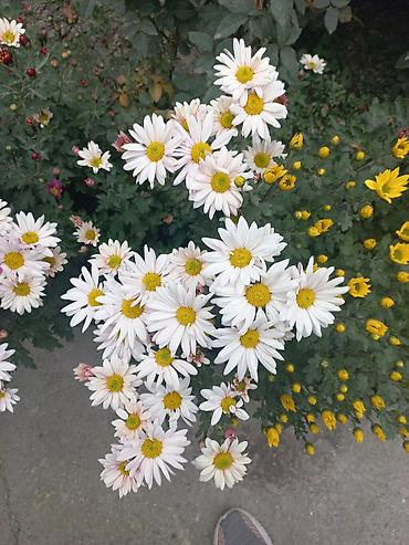 Другие виды семян и саженцев: Саженцы хризантем с пышной зеленой листвой, готовые к пересадке — 11