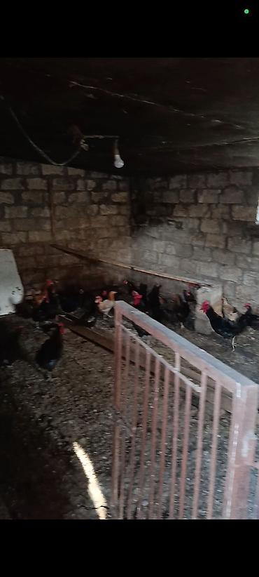 nehrə: Bileceride dort yandan hasara alinmis. heyetde coxlu tikili uc yeke — 4