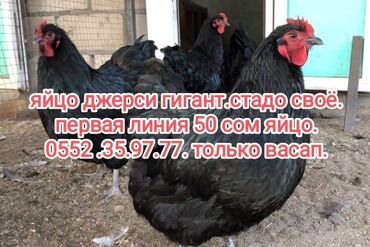 Молочные продукты и яйца: Яйцо инкубацыонное джерси гигант от первой линии стадо своё. есть