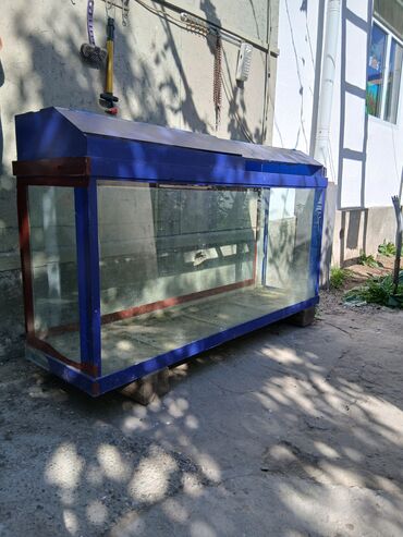 купить аквариумных рыбок в бишкеке: Предлагается большой аквариум прямоугольной формы, идеально подходящий