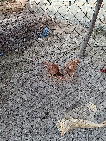 at satisi qiymetleri: Salam soldaki qırmızı ingilis fere satilir 60azn real alicilar narahat — 5