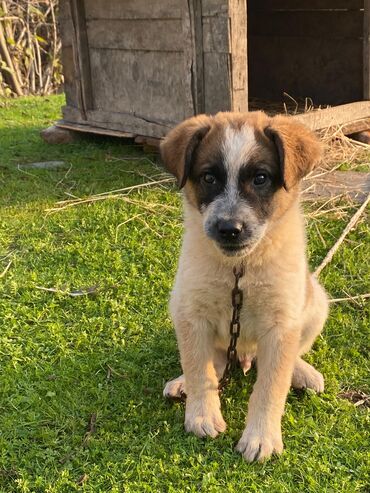 İtlər: Alabay, 1 ay, Erkek, Cütləşmə üçün, Ünvandan götürmə — 14