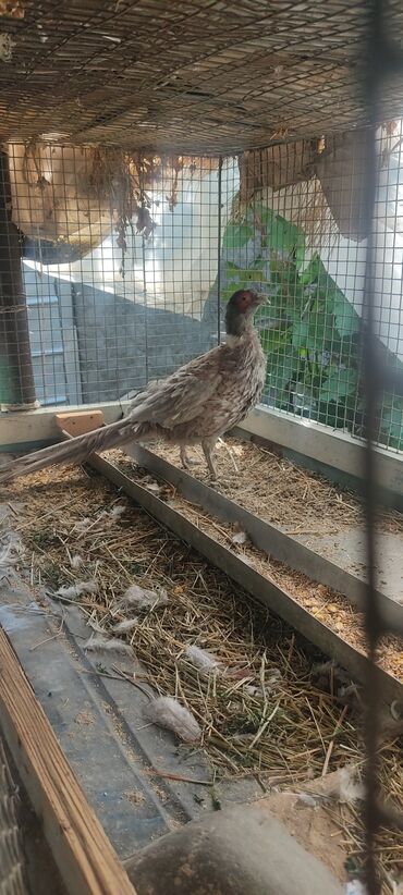 птицы голуби: Продаю пепельного самца фазана или поменяю на румынскую самку