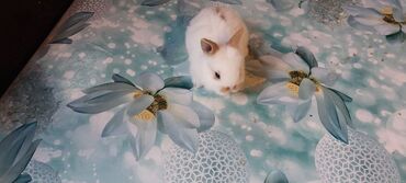 Dovşanlar: 🟠 Ev dovşanı balalarına super endirim kampaniyası. müvəqqəti olaraq 50 — 14