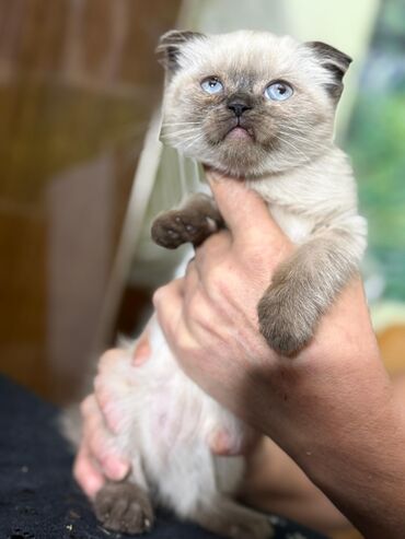 продам вислоухого котенка: ! КОТЯТА! В ПРОДАЖЕ ШОТЛАНДСКИЕ КОТЯТА, СКОТТИШ ФОЛД И СКОТТИШ