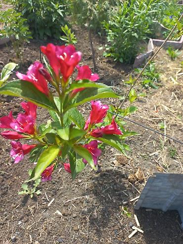 Другие садовые цветы и кустарники: Ново Покровка — 27