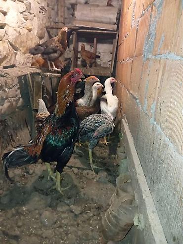 essək sudu harada satilir: Toyuq, Damazlıq — 2