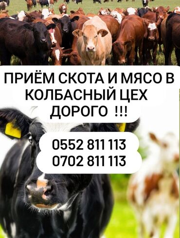 продажа бараны: Куплю | Коровы, быки, Лошади, кони, Бараны, овцы | Круглосуточно, Любое состояние, Забитый