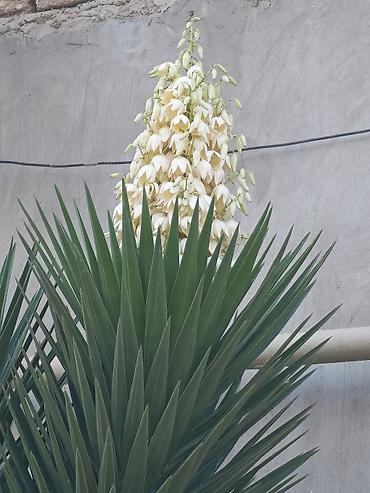 Çöl bitkiləri: Yucca (həmişəyaşıl dekorativ bitki) – iri ağ zəngvari çiçəklənmə hər — 1