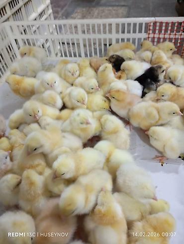 Digər quşlar: Her nov cuce satişi. xarkov çil 2m xarkov 1.50m atkas 3m avstroluq 3m — 7