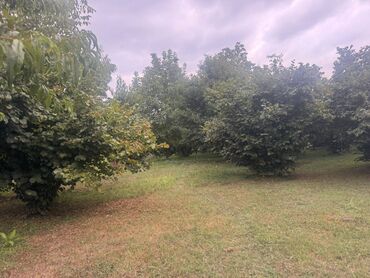 zigda torpaq satisi: 20 sot, Tikinti, Mülkiyyətçi, Kupça (Çıxarış)