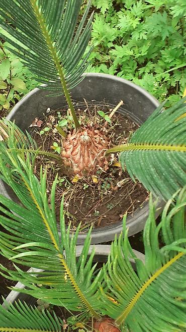 novruz xurmasi: Bitki: Cycas revoluta (Saqo xurması) – qablarda Təsvir: - Qədim — 1