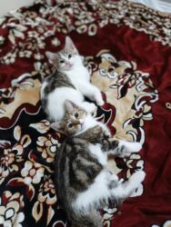 Pişiklər: Türk anqora, Dişi, Yaxşı əllərə, Ünvandan götürmə -da lalafo.az — 15 Pişiklər: Türk anqora, Dişi, Yaxşı əllərə, Ünvandan götürmə — 15