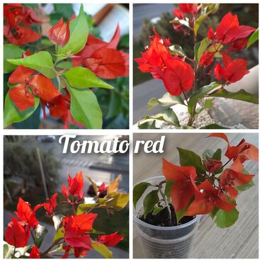 уход за растениями: Бугенвиллия Tomato red. Цветёт стабильно красным от начала до конца