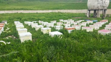 японская порода собак акита: Бал челектер сатылат аарысы менен 10-12 рамкалык парода бакваст